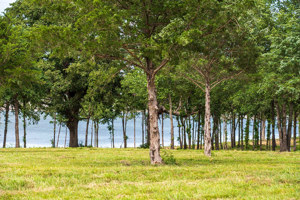 Lake Thru Trees